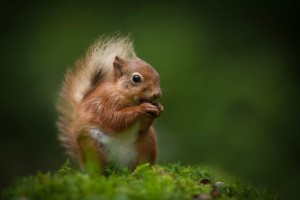 Red squirrel in the Lake District